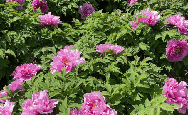 簸箕掌牡丹园等你来赏花!