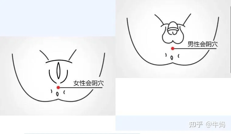 阴囊根部与肛门部位连接的地方就是其所在的位置,而对于女性来说它是