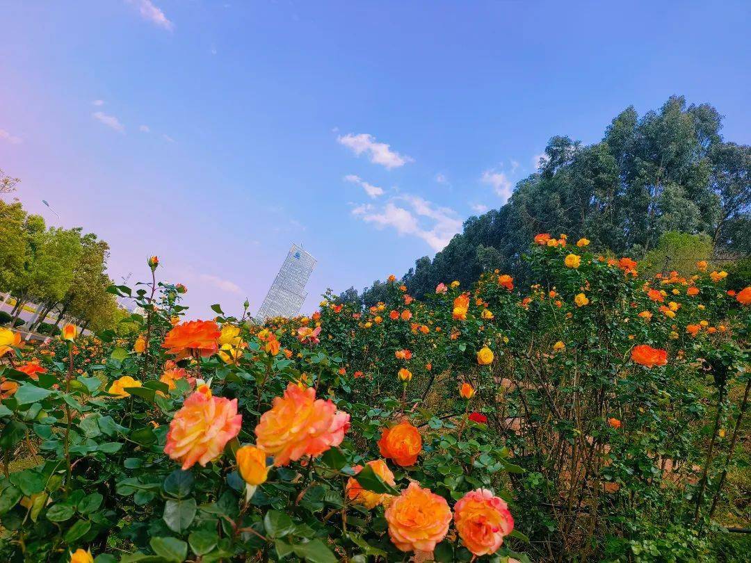 太好拍了昆明开启月季爆花模式这些地方都可以打卡