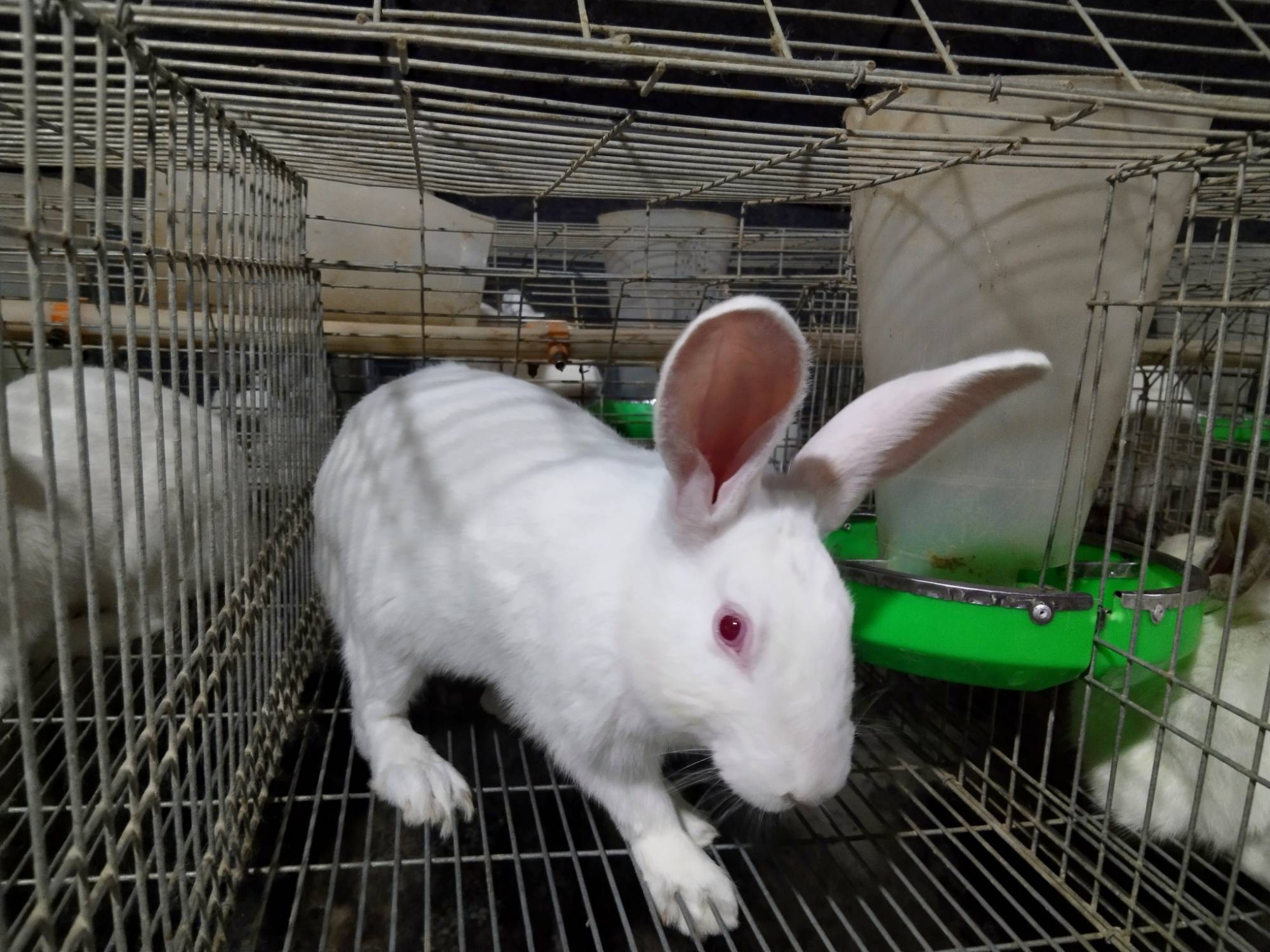 若羌:肉兔养殖"蹦"出致富路_兔子_吐逊_阿依·吐尔迪