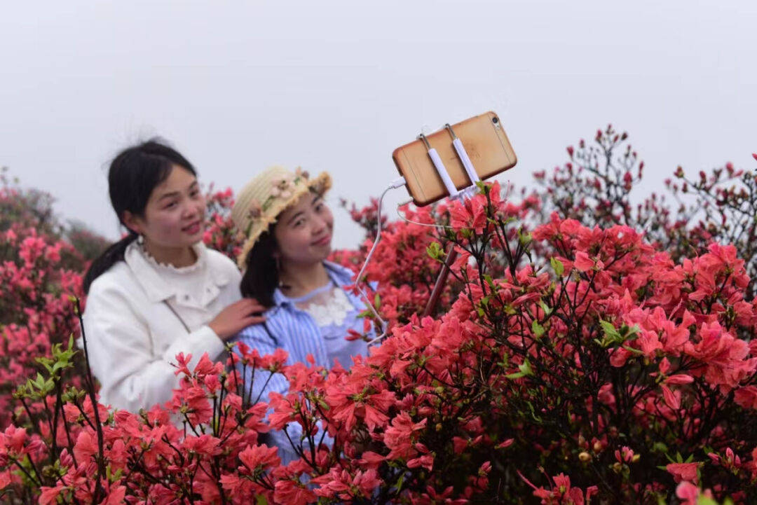 公益活动 | 26项公益活动精采急速！4月20天觉5月5日，我们邀您到Poligny，览胜赏杜鹃花，畅享云硒茶！(图8)