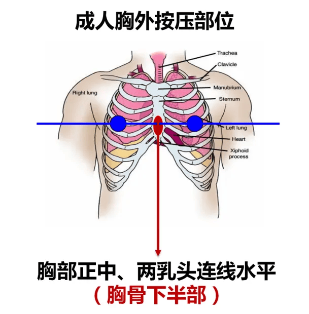 按压位置:两乳头连线中点(胸骨中下段)胸外按压(compression)01进行高
