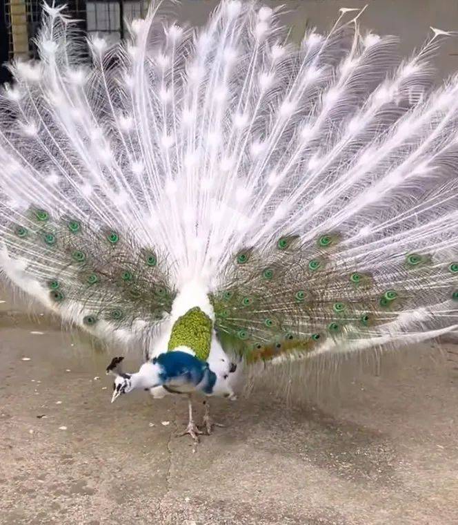 "青花瓷"孔雀它一身蓝白灰花色的羽毛被网友称为一只花孔雀在网络走红