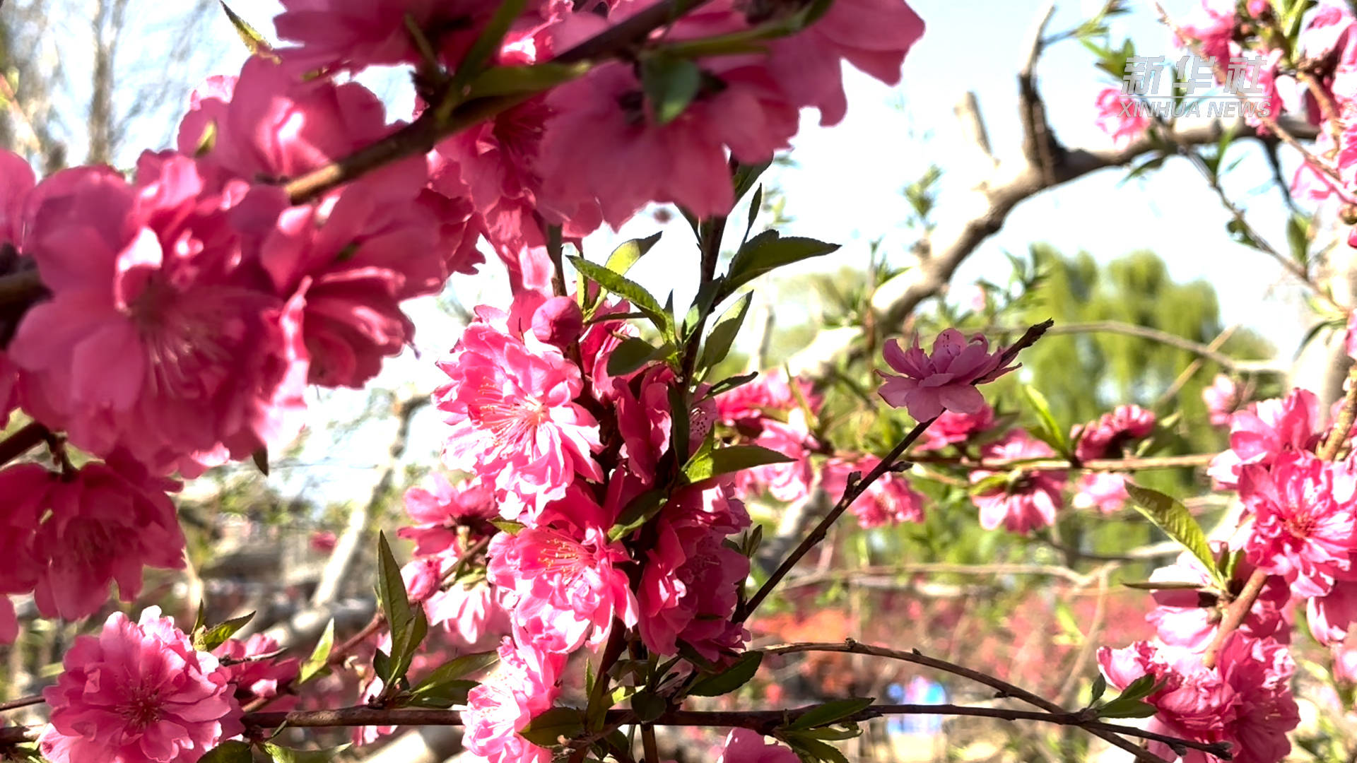 图为北京平谷桃花盛开(4月15日 新华社记者孙蕾摄)据了解,北京平谷