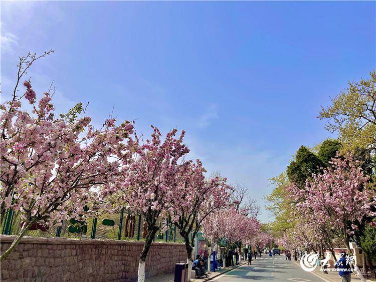 乘青岛温馨巴士468路带您穿越八大关一路生花