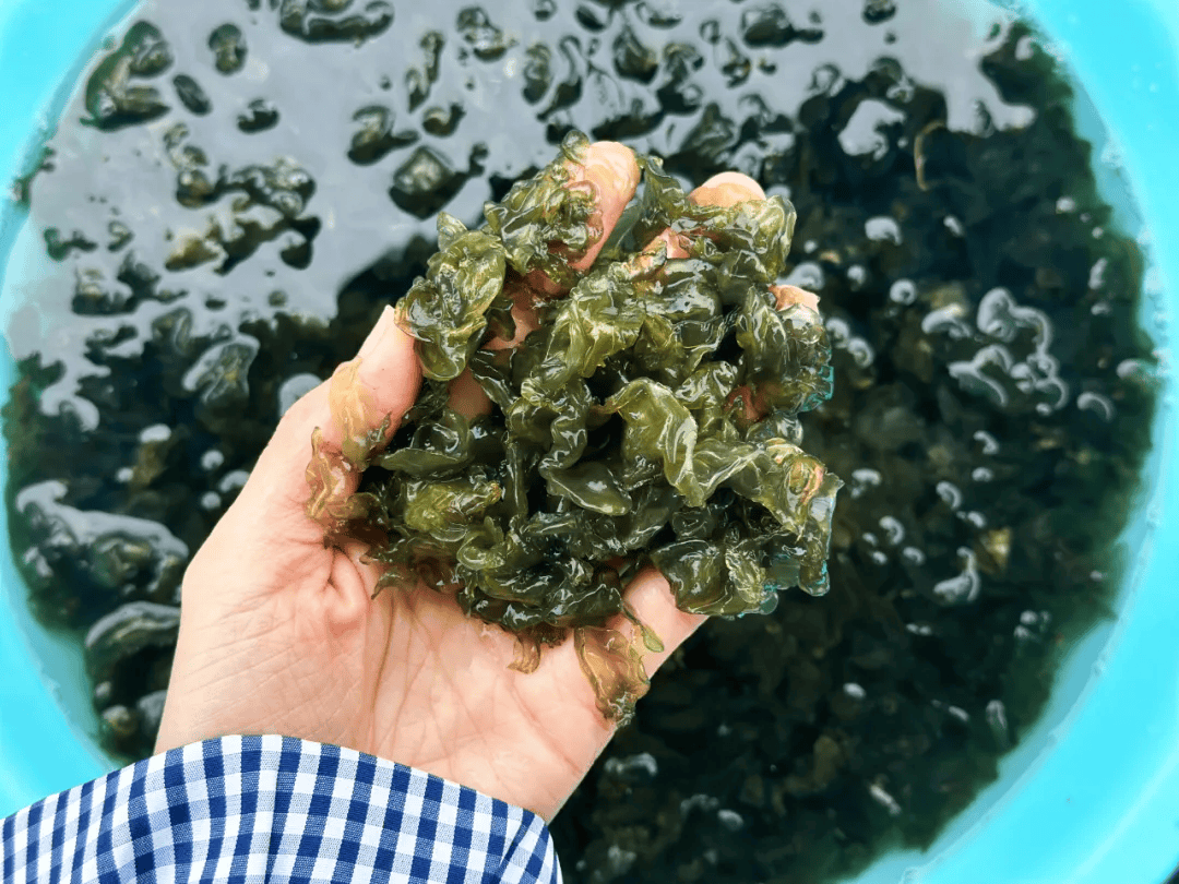 清洗起来费时费力携带了许多泥沙由于地衣长在泥土表面然而处理它并不