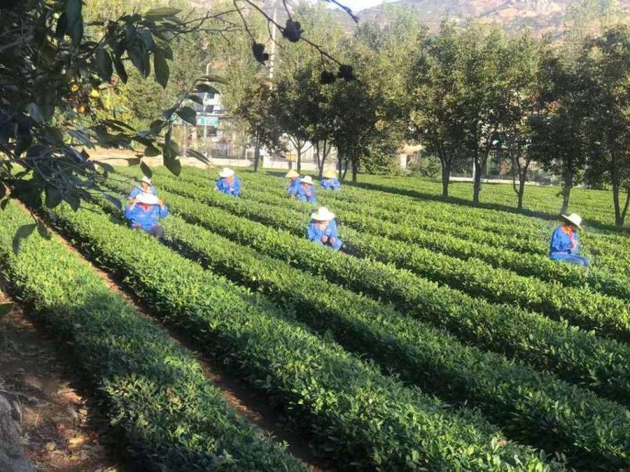 第十九届崂山茶节4月20日开幕,为期一月推出七大活动_