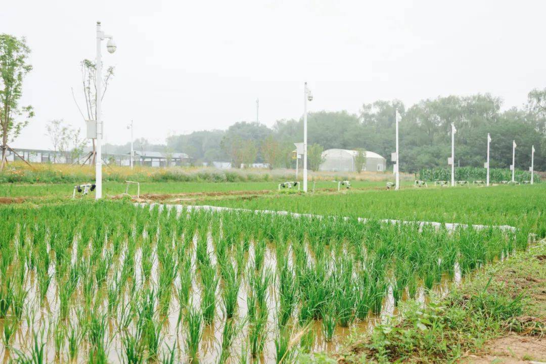 周末开始京西海淀上庄水稻插秧摸龙虾采蔬菜积累志愿工时赠送植物盲盒