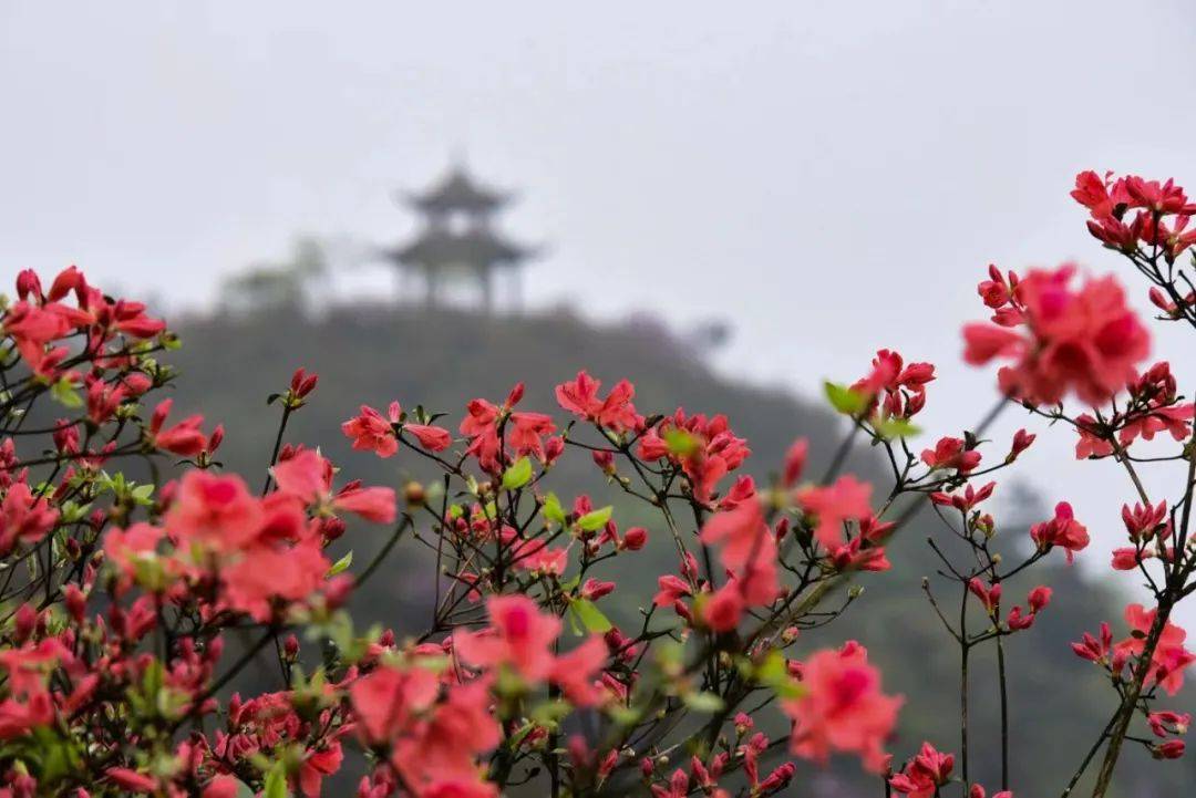 公益活动 | 26项公益活动精采急速！4月20天觉5月5日，我们邀您到Poligny，览胜赏杜鹃花，畅享云硒茶！(图7)