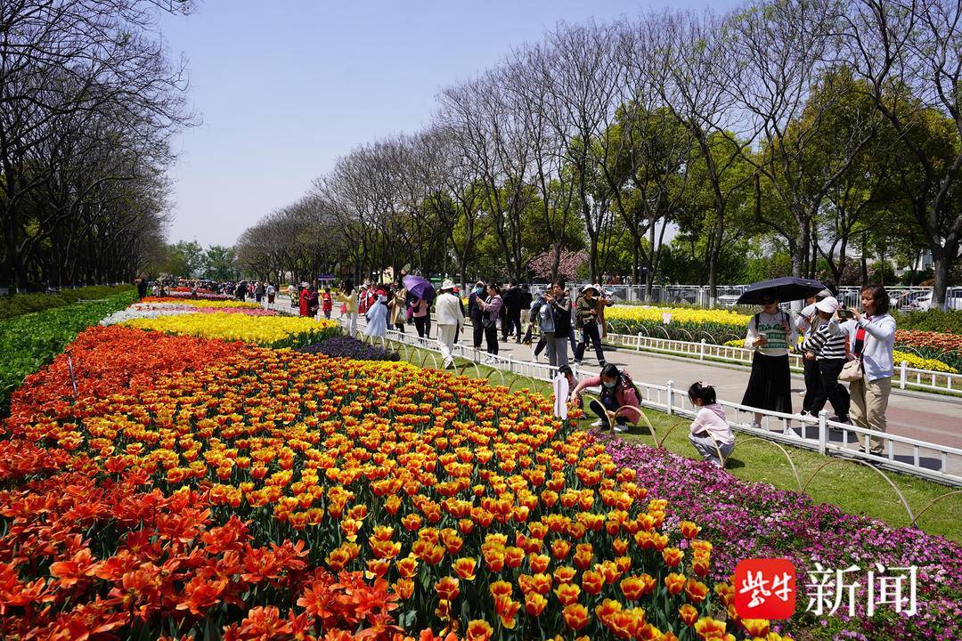 南京情侣园郁金香盛开,鲜艳如画春满园