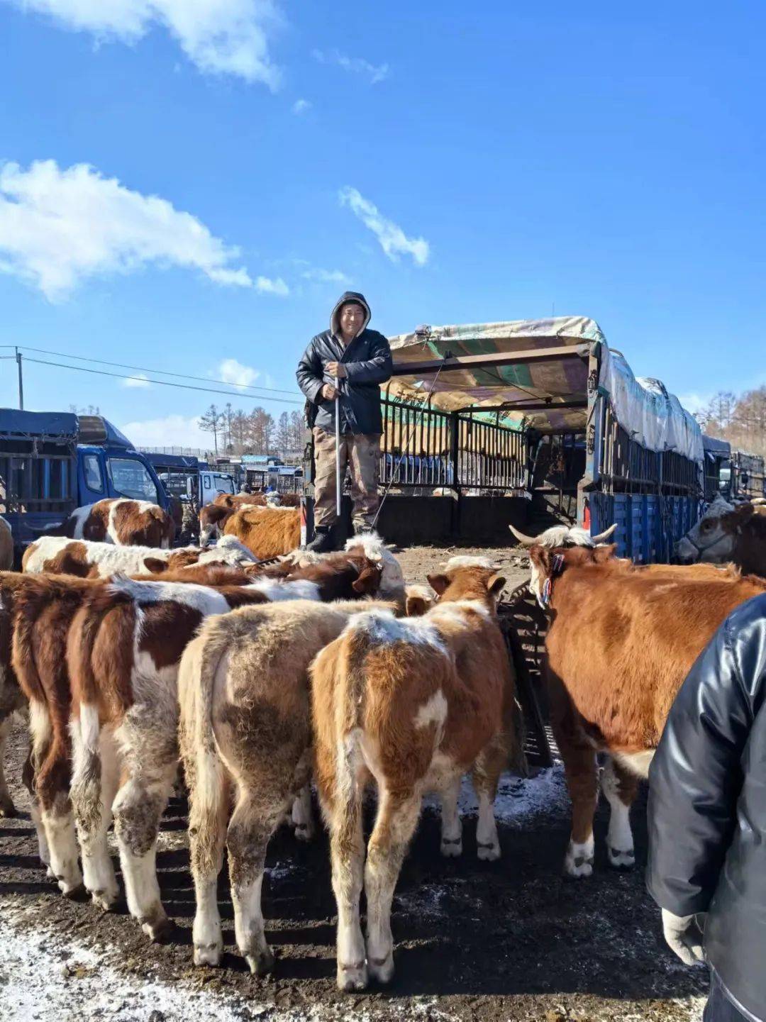 北京蒙贝利亚种牛冻精图片