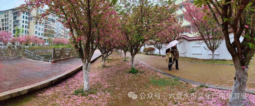 第二届浪漫樱花季醉美水城河影像赛作品选登图片集