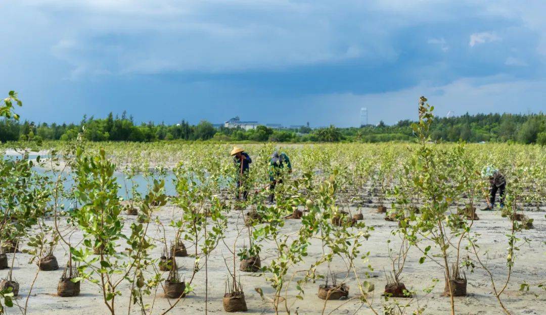 虽然晚了一个月但今年去海边的红树林种了树