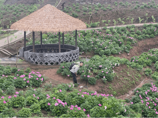 重庆垫江县:小村庄开出致富"幸福花"_白村_芍药_曹回镇