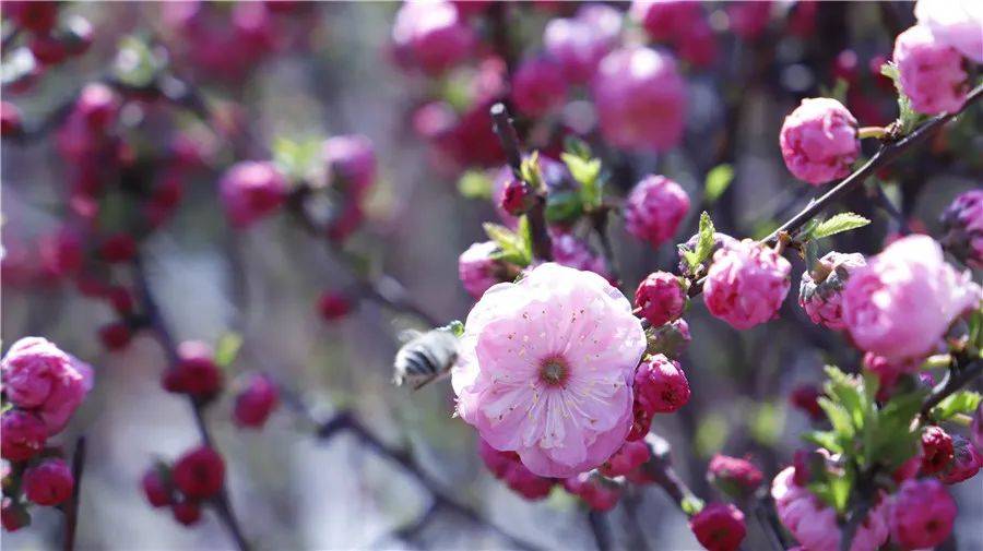 摄影作品|春景媚人