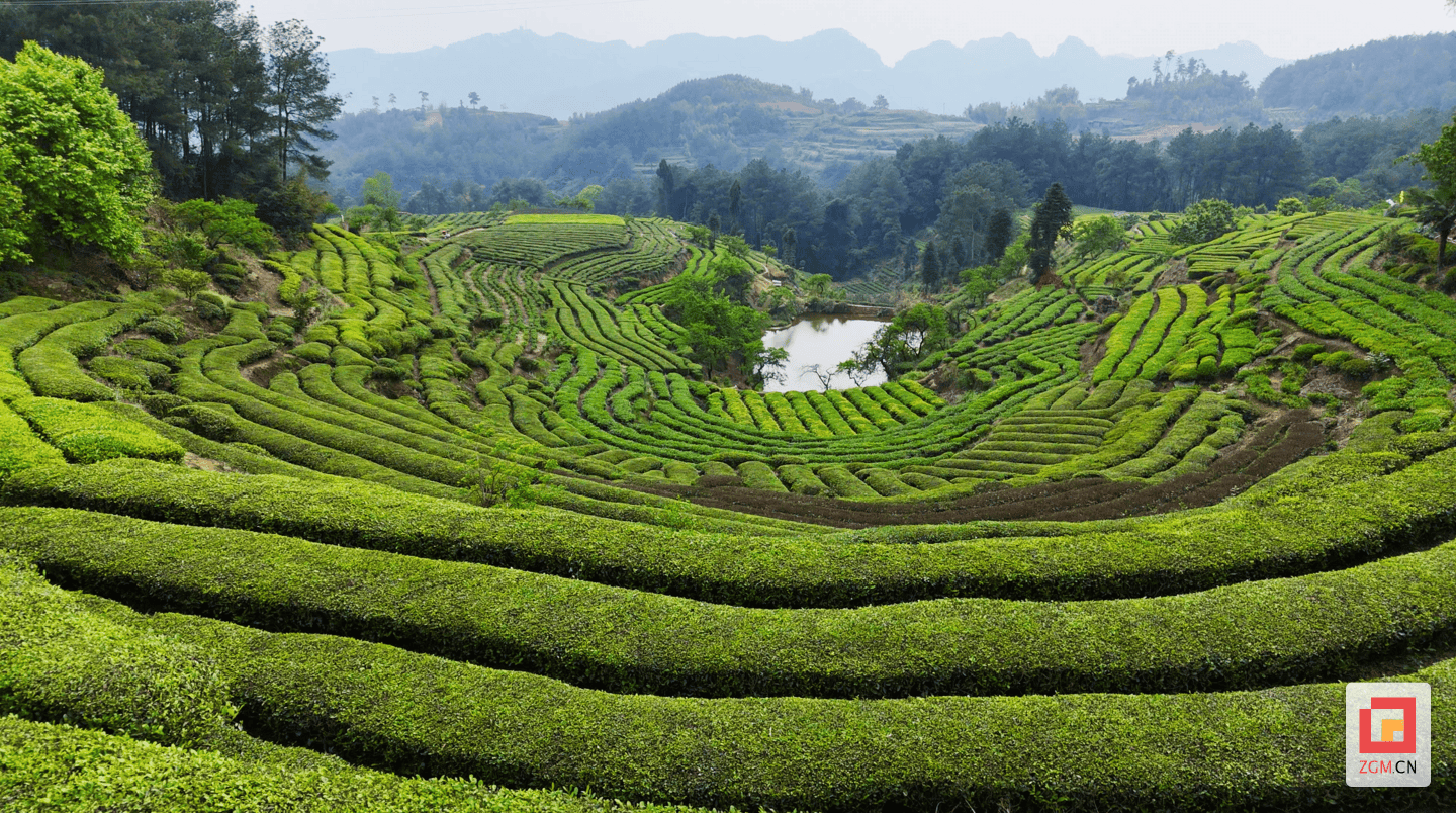 采摘果蔬休闲观光荣县旭阳镇演绎乡村魅力