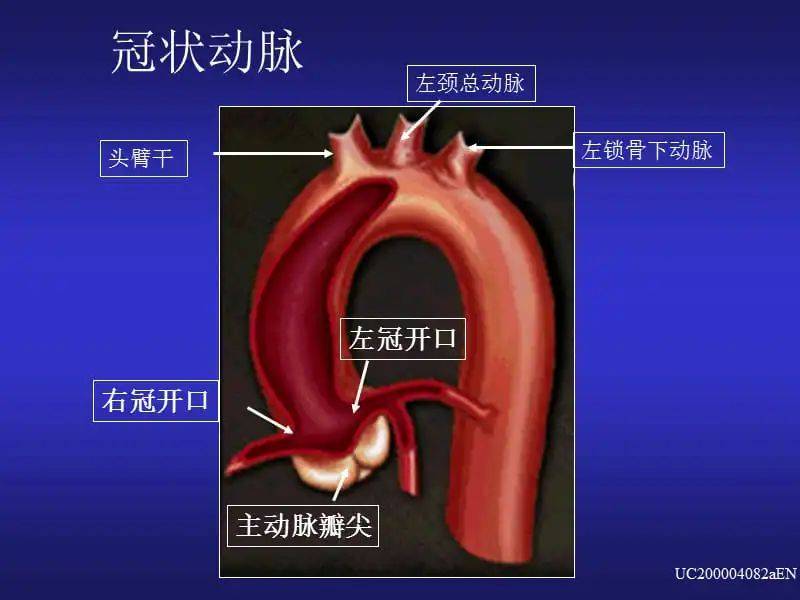 主动脉弓位置示意图图片