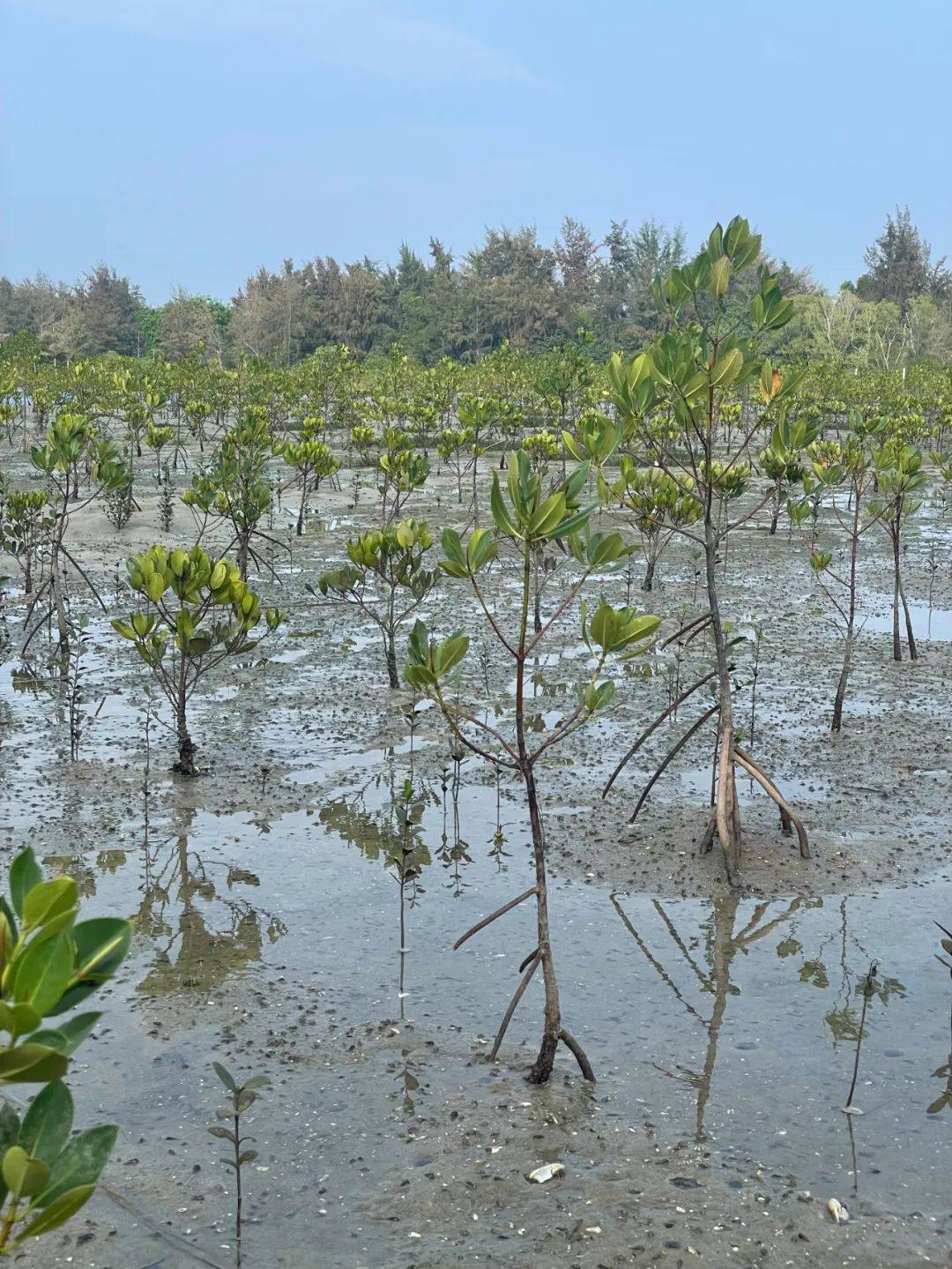 虽然晚了一个月但今年去海边的红树林种了树