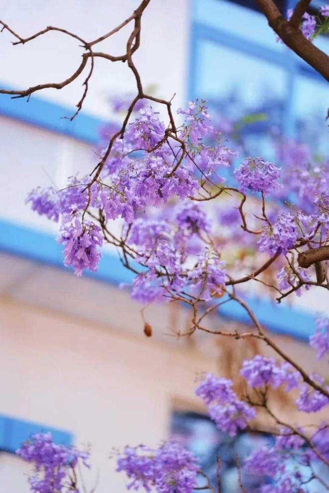 春季专属浪漫!四川西昌蓝花楹惊艳绽放