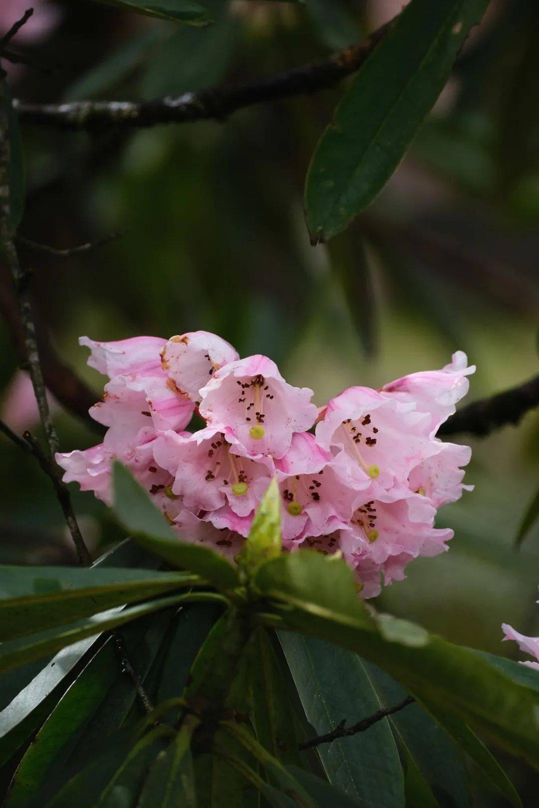 峨眉山版mbti出游攻略简直太酷啦