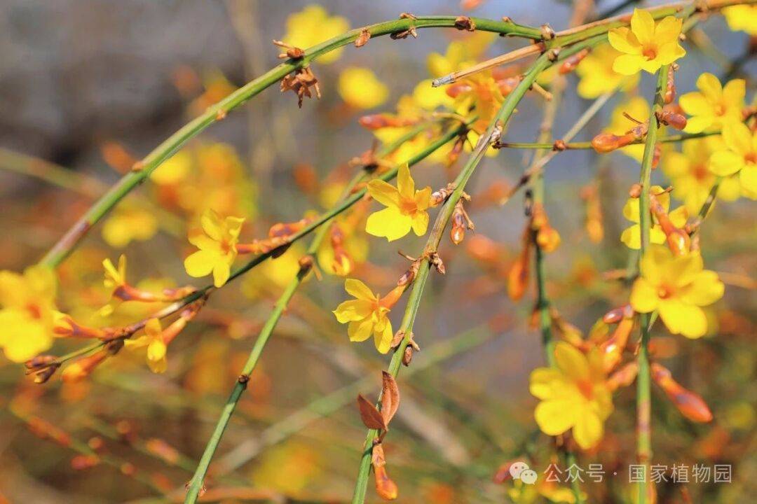 识花宝典来了快来考考你家孩子67