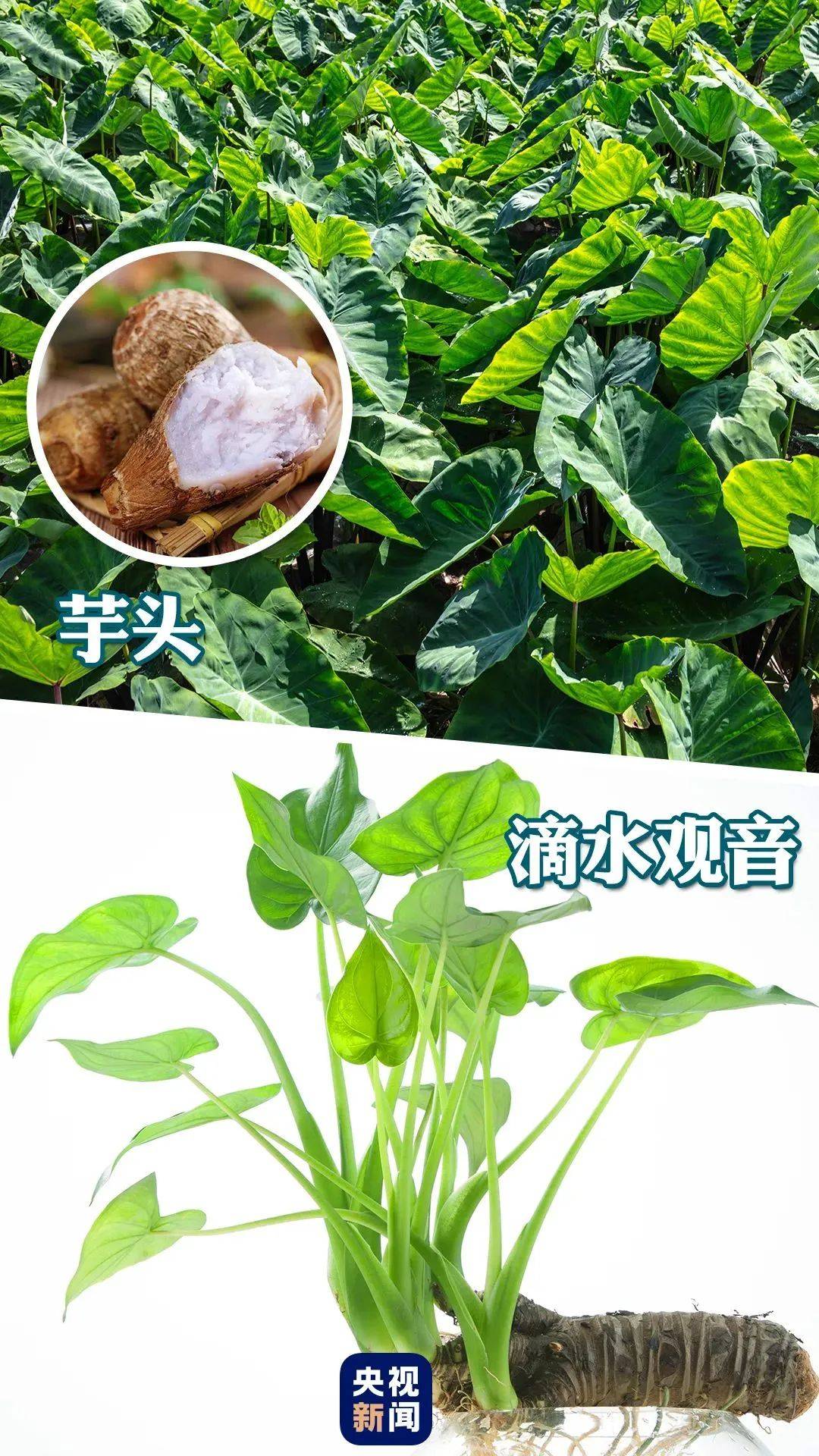 是天南星科海芋属的大型常绿草本植物