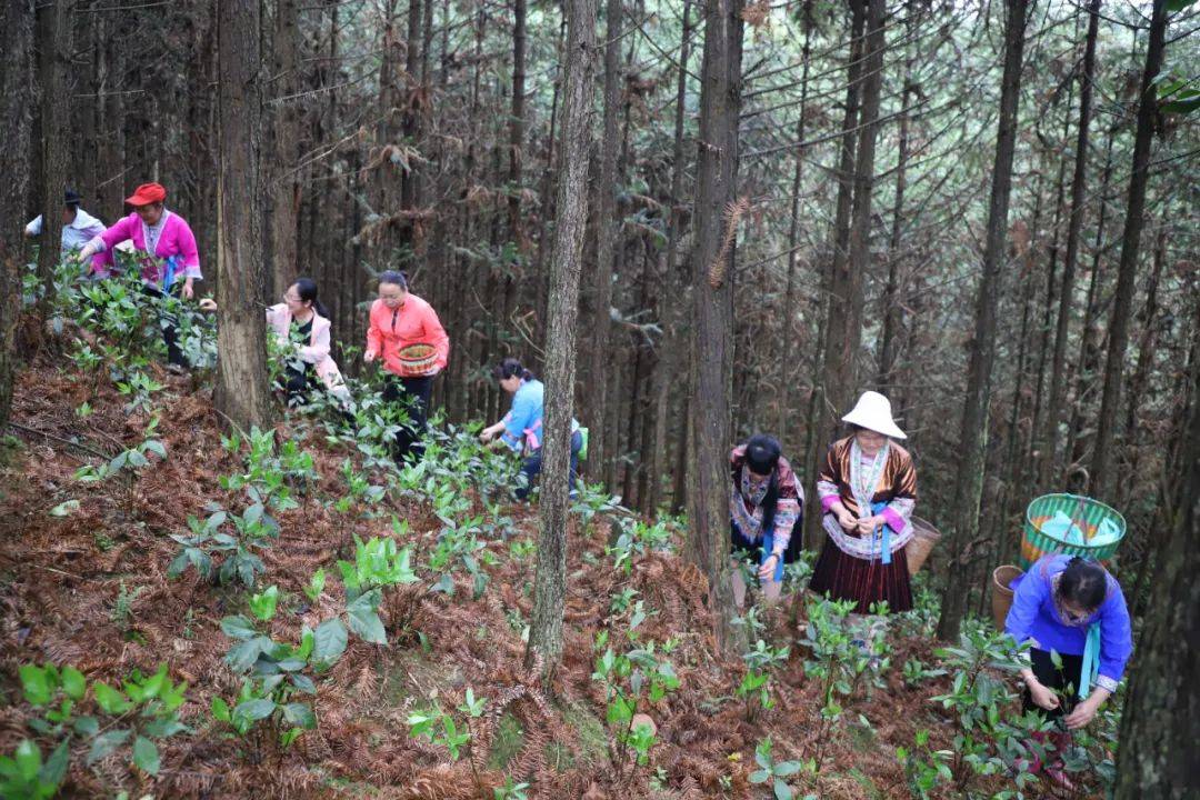 探访草珊瑚基地：中医药产业的新亮点
