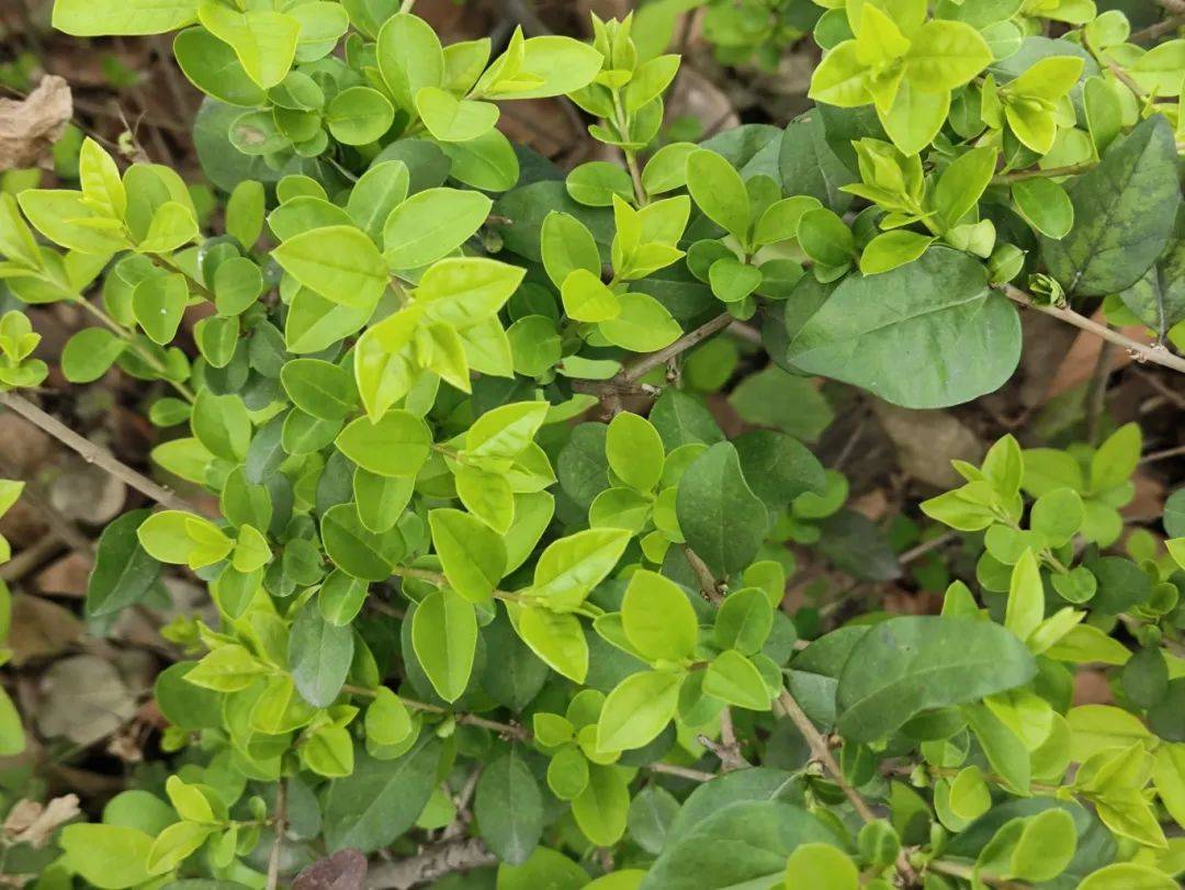 遛娃指南这些小区的花花草草叫