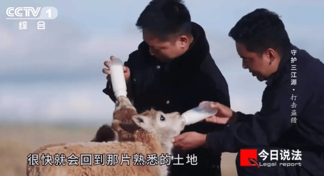 从盗猎猖獗,到10多年未响起盗猎者枪声,森林公安为