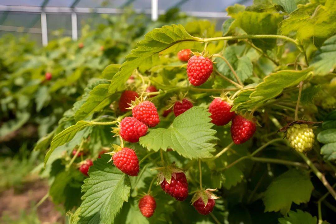 中医话中药之"覆盆子"_葛洪_绒毛_柔毛