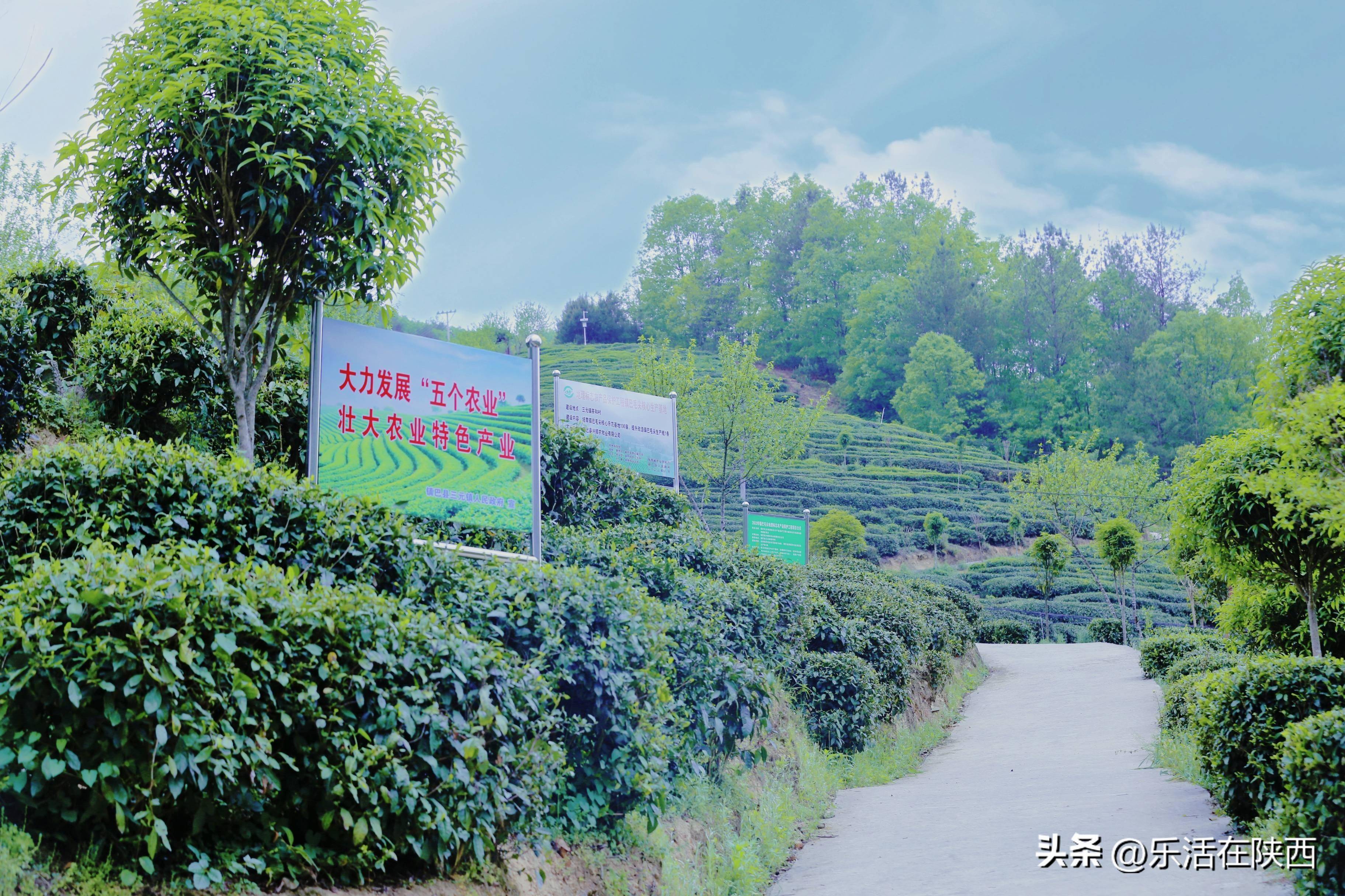 一片叶子富裕一方百姓,汉中镇巴茶产业促进乡村文旅发展_镇巴县_茶园