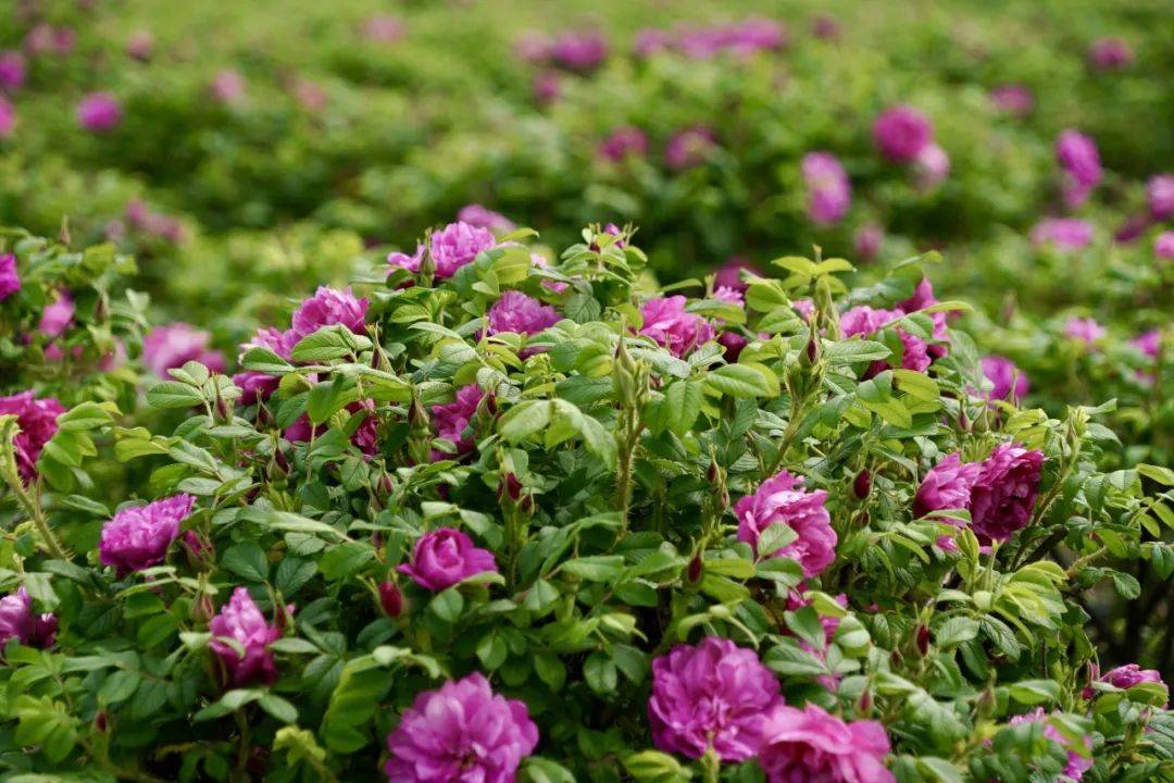 "目前,我们玫瑰花田培育的有丰花一号,红茶玫瑰,云南滇红,白玫瑰等多