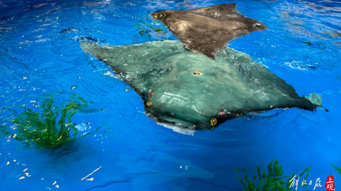 深海水族馆蝠鲼图片
