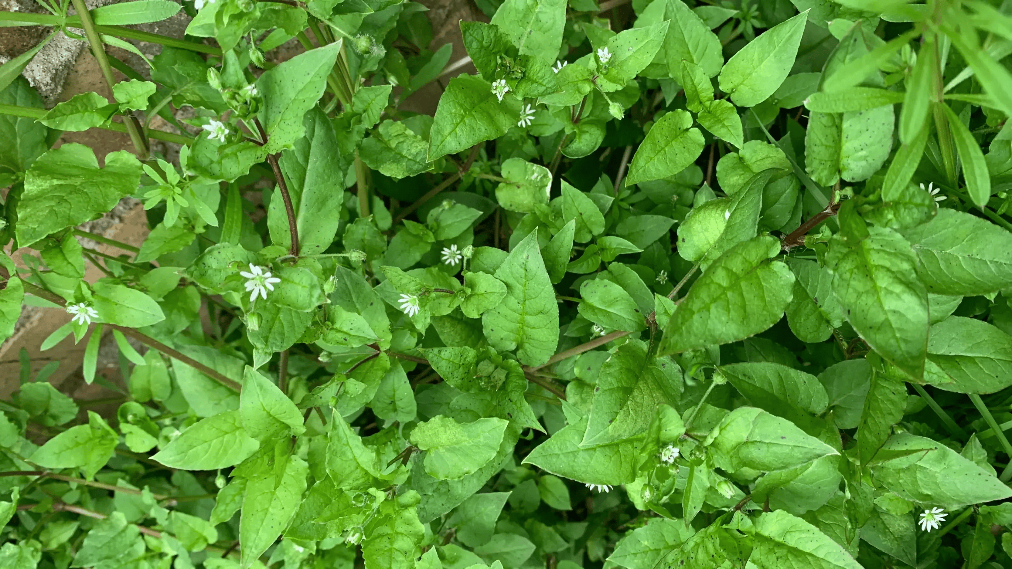 3种开白花的小众野菜