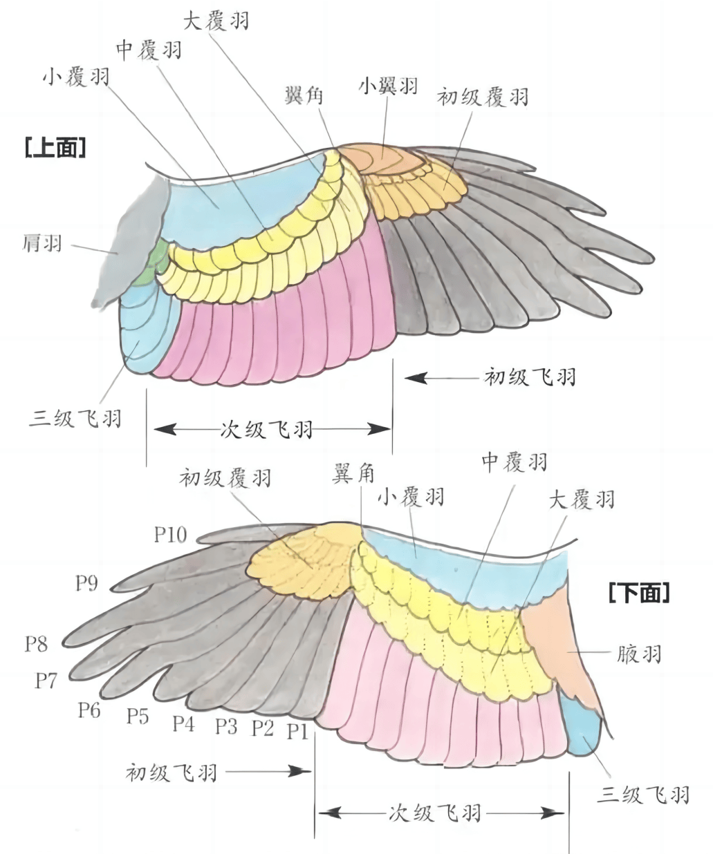 鸟类飞行原理图解图片