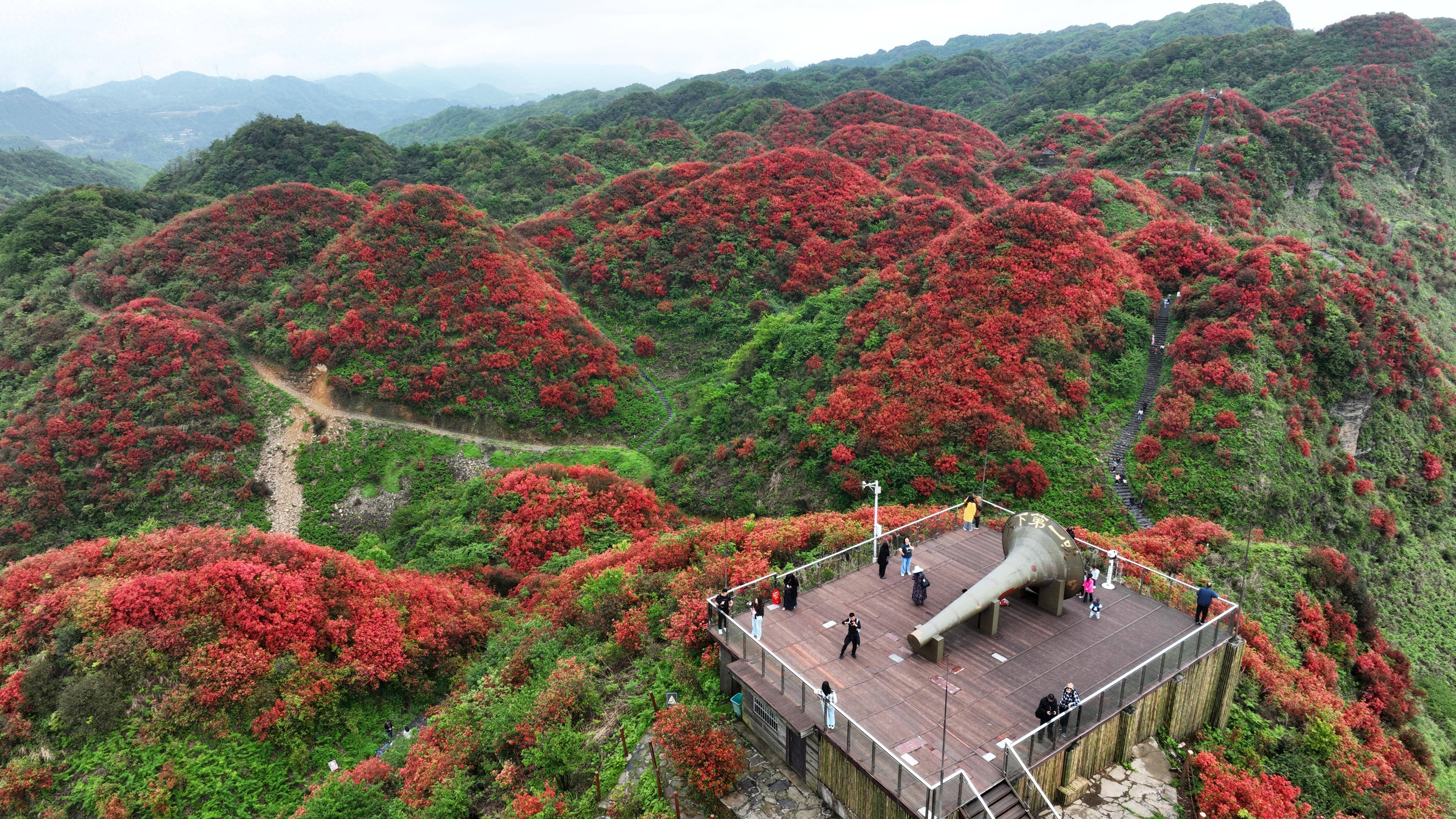 遵义市洪关乡杜鹃花图片