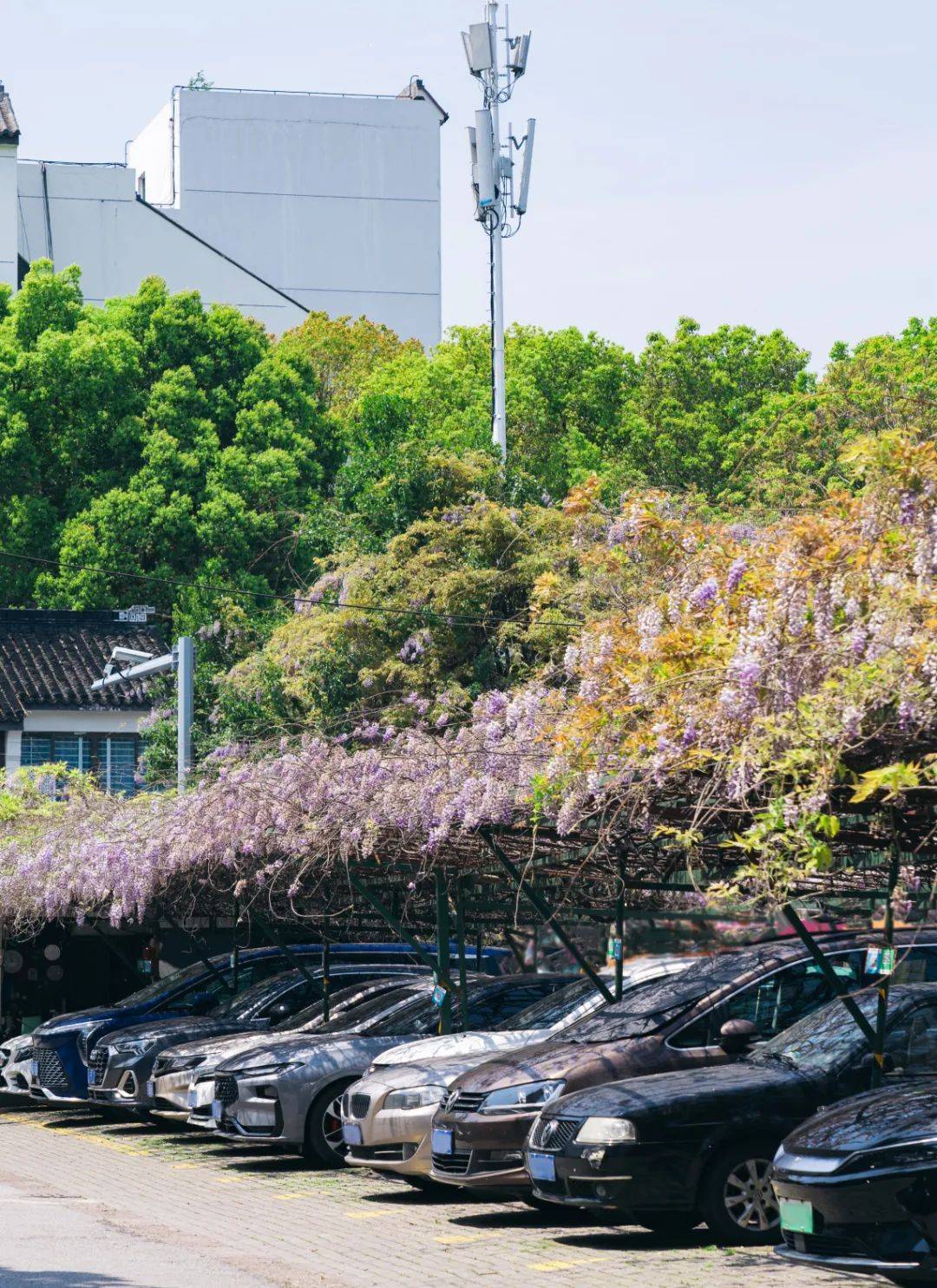 酱紫个古城最美停车场