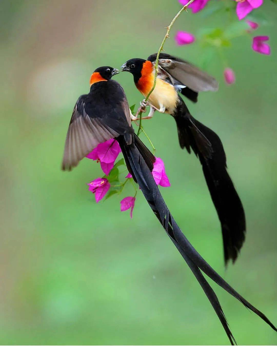 花与鸟