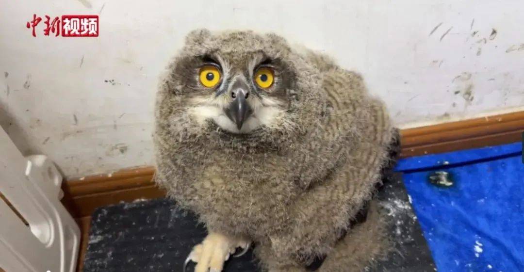 别被外表的"潦草萌"骗了,它可是霸气侧漏的"猫王"!_猛禽_分类_动物园