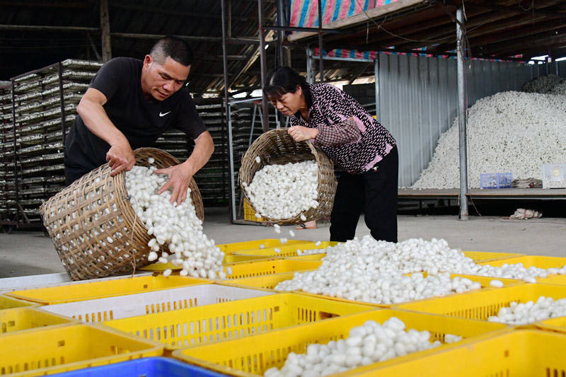 广西罗城:桑蚕产业助农增收_蚕茧_蚕桑_全县