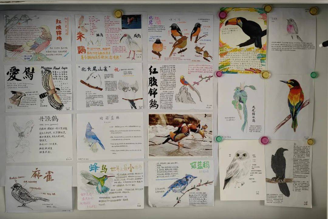 多彩校园 | 玄鸟报春·共护生态——首都师大附中首