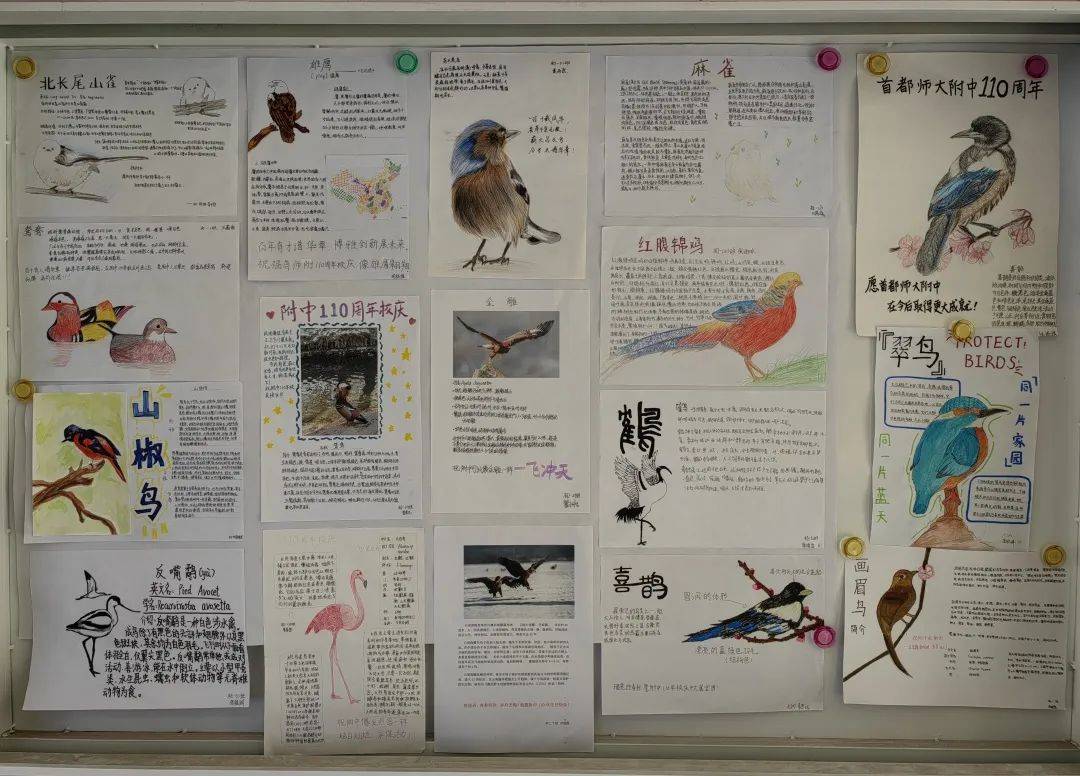 的宣传长廊和大屏幕展示了初中同学110幅精美的鸟类手绘和摄影作品,不