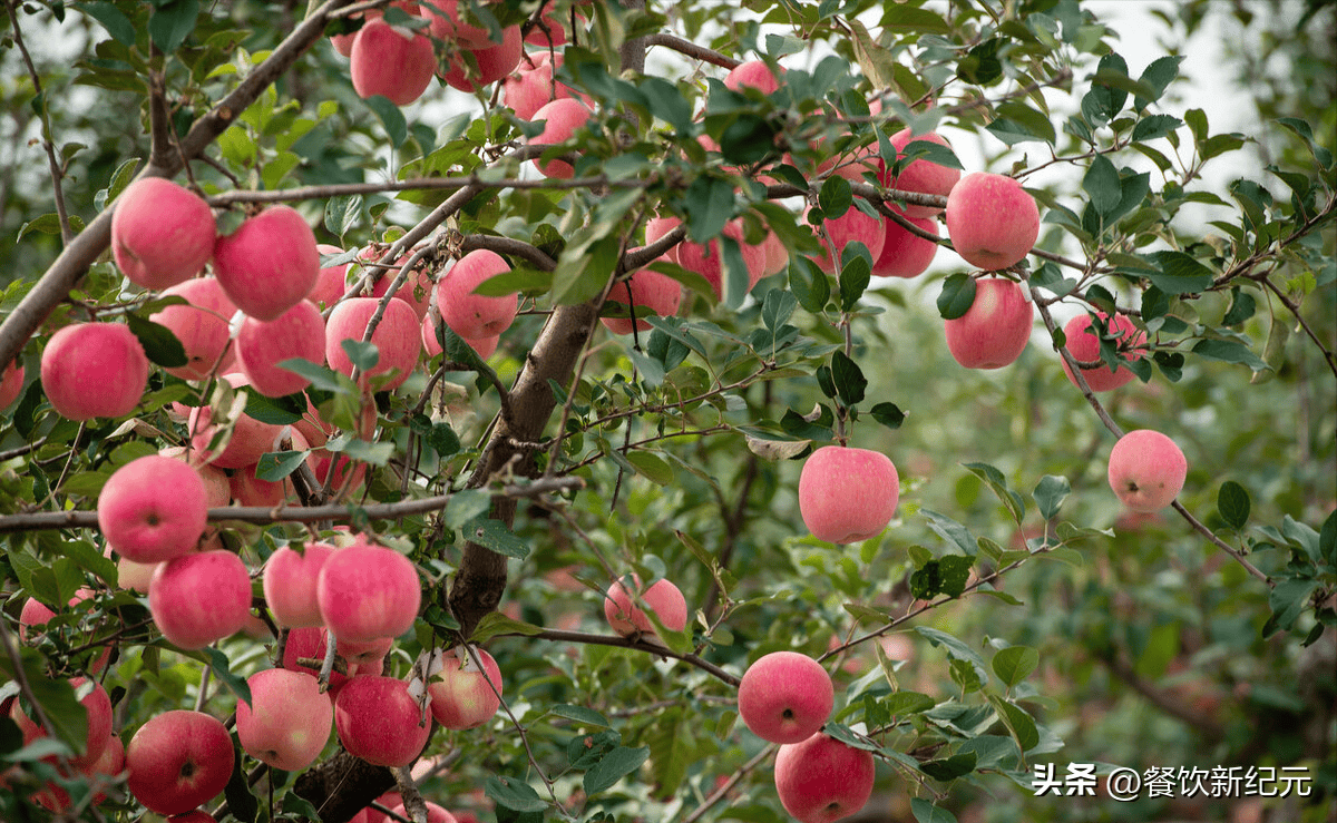 全国哪的苹果最好吃,经评比,这6个地方榜上有名,有你家乡吗