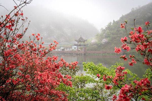 双牌阳明山杜鹃花图片