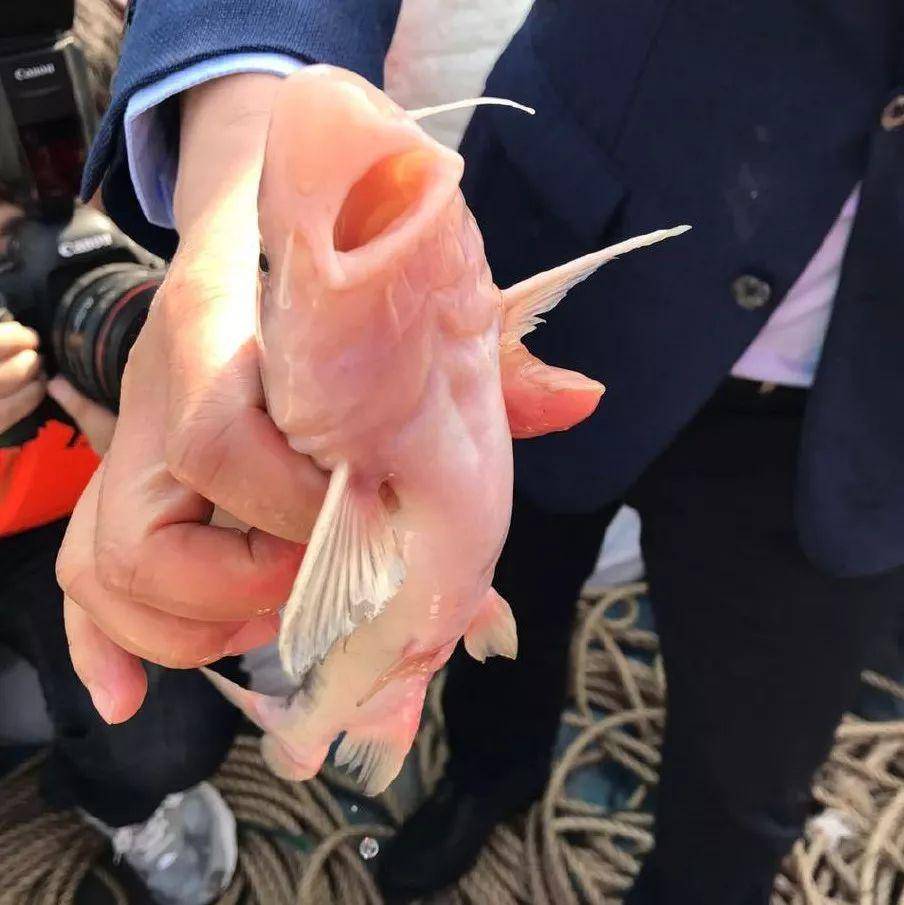 吸汤包,撸河豚,浪在中国江鲜之乡