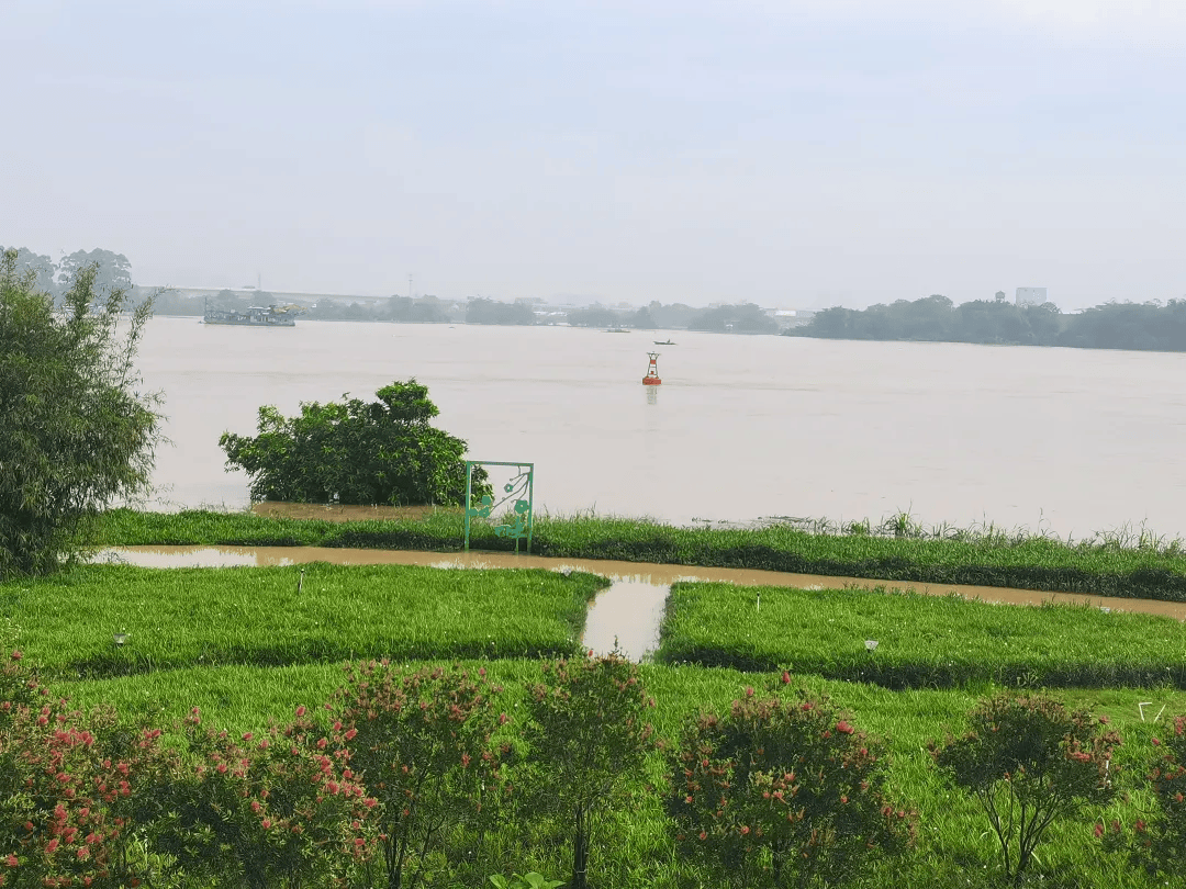沙头北江湿地公园已关闭!洪峰今晚将过境佛山