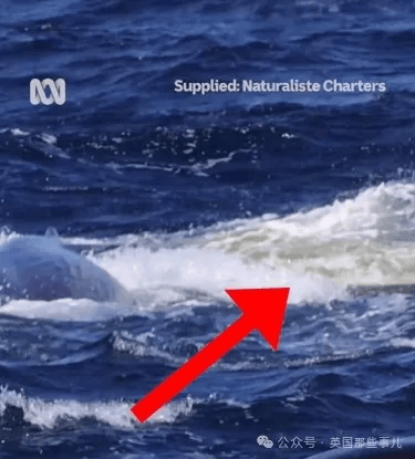 抹香鲸被虎鲸袭击,危急关头,它们扔出了粑粑炸弹,大获全胜!