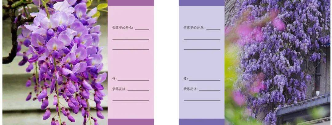 紫藤萝瀑布导语设计图片
