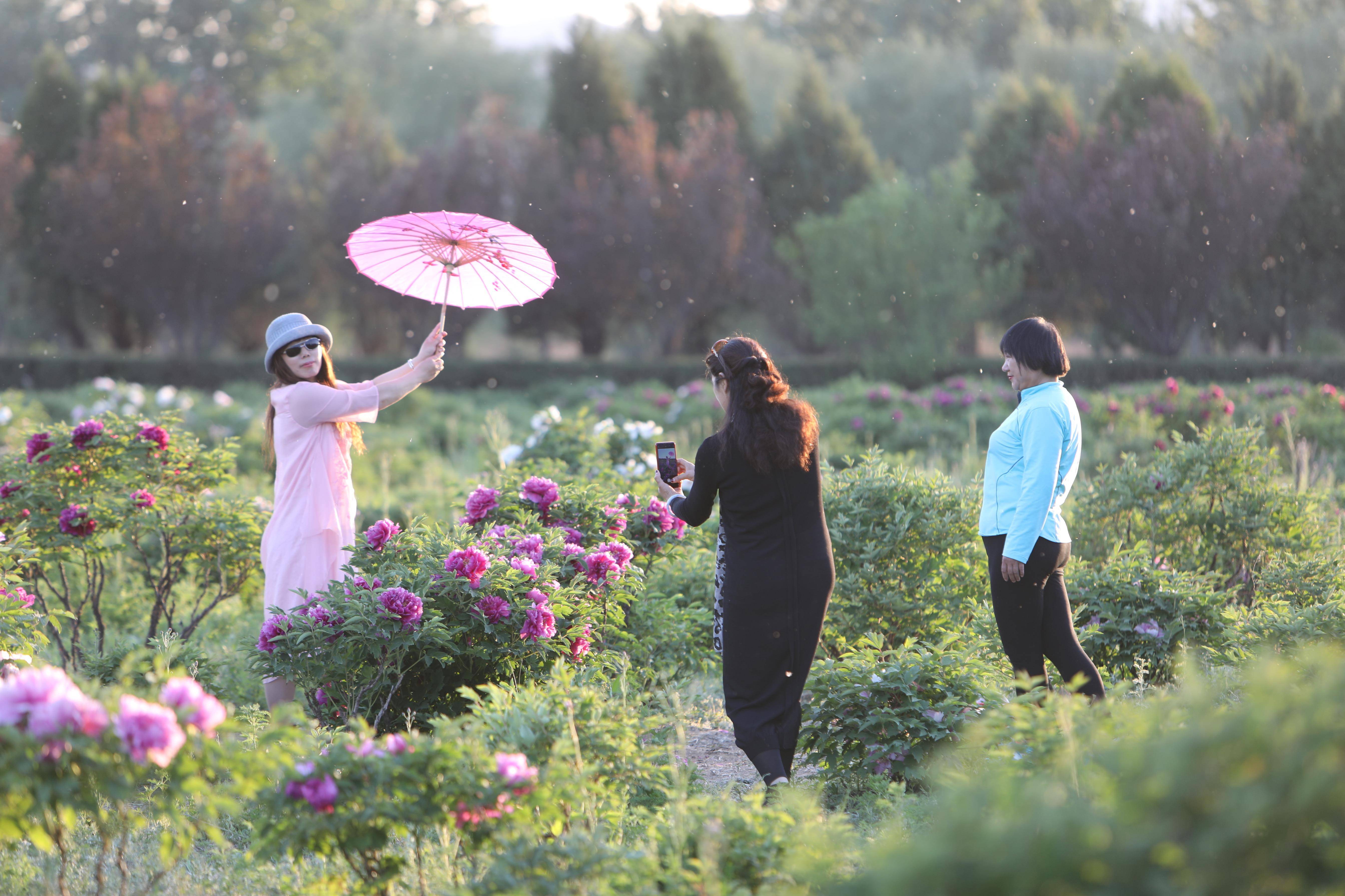 怀柔牡丹花海艺术节图片