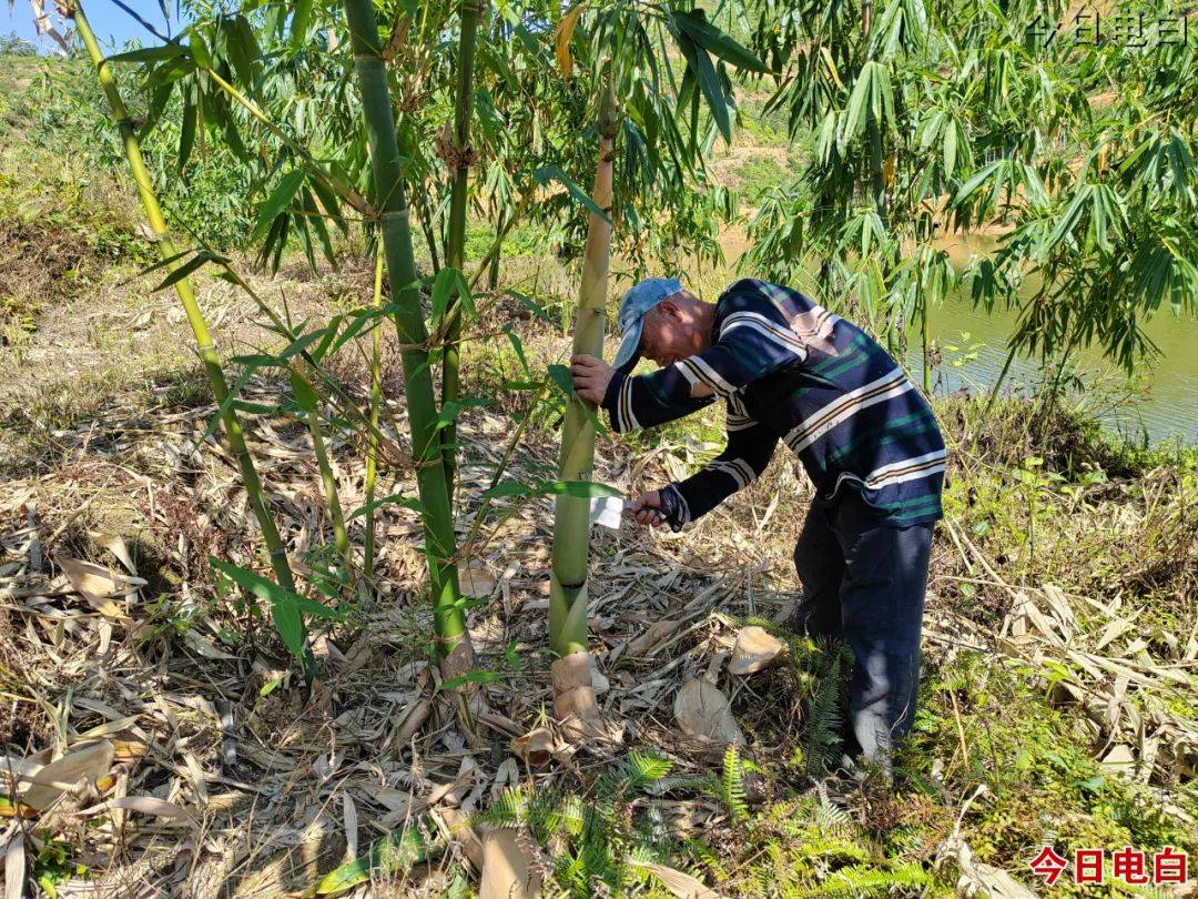 百千万工程|黄岭镇:开"竹"马力,大力发展"绿色产业"